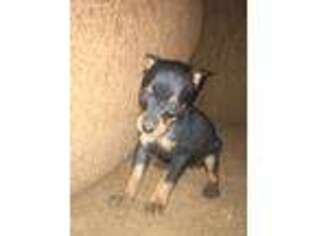 Miniature Pinscher Puppy for sale in Quinlan, TX, USA