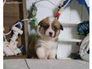 Pembroke Welsh Corgi Puppy for sale in Sioux City, IA, USA