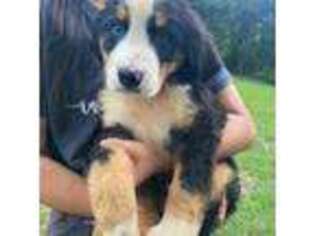 Bernese Mountain Dog Puppy for sale in Effingham, IL, USA