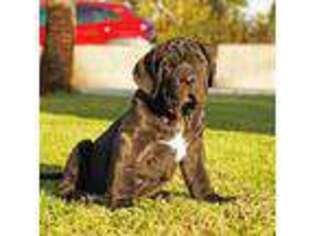 Neapolitan Mastiff Puppy for sale in Bellflower, CA, USA