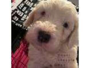 Old English Sheepdog Puppy for sale in Tallahassee, FL, USA