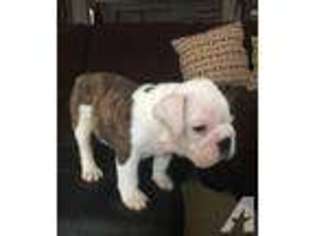 Bulldog Puppy for sale in SALIDA, CA, USA