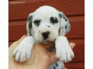 Dalmatian Puppy for sale in Keota, OK, USA