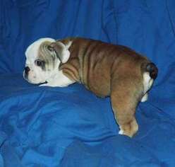 Bulldog Puppy for sale in Ashburn, VA, USA