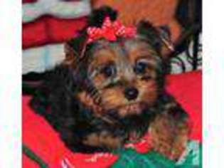 Yorkshire Terrier Puppy for sale in DAYTON, TX, USA