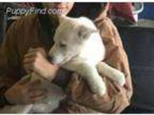 Siberian Husky Puppy for sale in Belgium, WI, USA