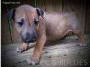 Bull Terrier Puppy for sale in Dyer, TN, USA