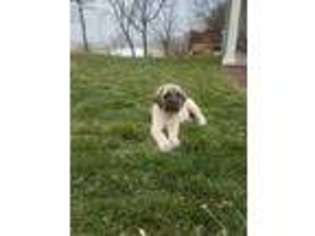 Mastiff Puppy for sale in Gordonville, PA, USA