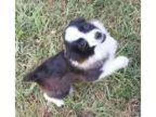 Miniature Australian Shepherd Puppy for sale in Delaware, OK, USA