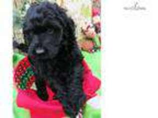 Portuguese Water Dog Puppy for sale in Springfield, MO, USA