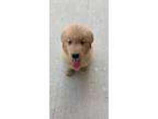 Golden Retriever Puppy for sale in Glendale Heights, IL, USA