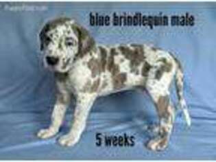 Great Dane Puppy for sale in South Haven, MI, USA