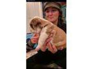 Bulldog Puppy for sale in Gowen, MI, USA