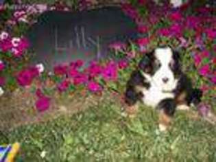 Bernese Mountain Dog Puppy for sale in Baltic, OH, USA