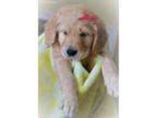 Goldendoodle Puppy for sale in Draper, UT, USA