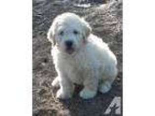 Goldendoodle Puppy for sale in ATHOL, MA, USA