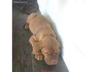 American Bull Dogue De Bordeaux Puppy for sale in Winter Garden, FL, USA