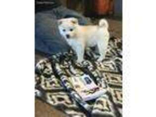Shiba Inu Puppy for sale in Canastota, NY, USA