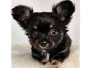 Chihuahua Puppy for sale in Fayetteville, NC, USA