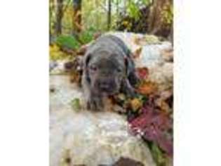 Cane Corso Puppy for sale in Manheim, PA, USA