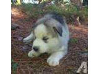 Siberian Husky Puppy for sale in AUGUSTA, GA, USA