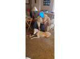 Doberman Pinscher Puppy for sale in Tipp City, OH, USA