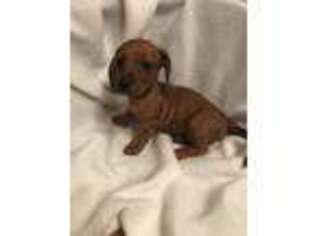 Dachshund Puppy for sale in Ava, MO, USA