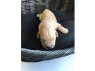 Mutt Puppy for sale in Mannsville, OK, USA