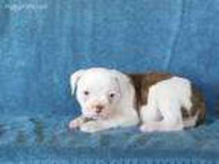 American Bulldog Puppy for sale in Madisonville, KY, USA