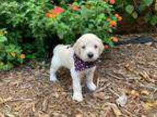 Goldendoodle Puppy for sale in Hampton, GA, USA