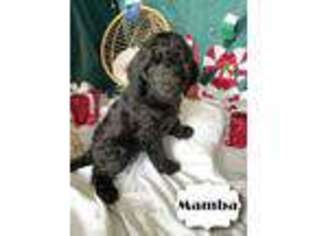 Labradoodle Puppy for sale in Vallejo, CA, USA