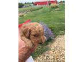 Goldendoodle Puppy for sale in Springfield, KY, USA
