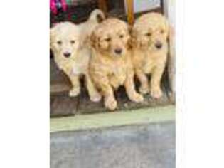 Golden Retriever Puppy for sale in Axson, GA, USA