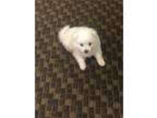Samoyed Puppy for sale in Midlothian, IL, USA