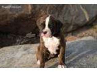 Boxer Puppy for sale in Bradford, OH, USA