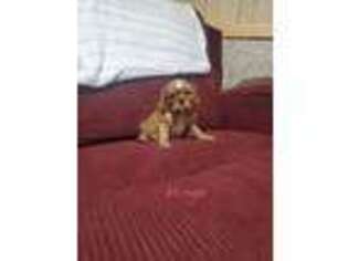 Cavalier King Charles Spaniel Puppy for sale in Sullivan, IL, USA