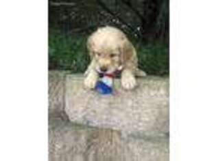 Golden Retriever Puppy for sale in Churchville, VA, USA