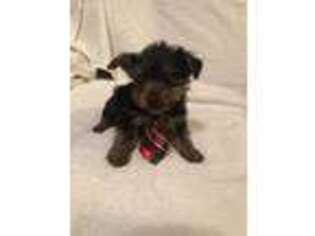 Yorkshire Terrier Puppy for sale in Muldrow, OK, USA