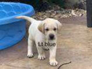 Labrador Retriever Puppy for sale in Forney, TX, USA