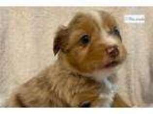 Australian Shepherd Puppy for sale in Wichita, KS, USA