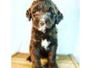 Mutt Puppy for sale in Coulee City, WA, USA
