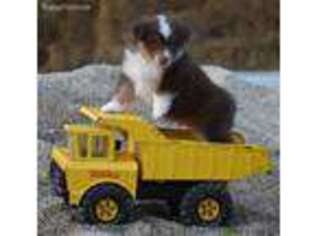 Miniature Australian Shepherd Puppy for sale in Redfield, KS, USA
