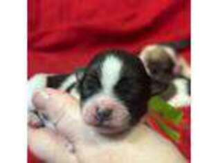 Havanese Puppy for sale in Dunn, NC, USA