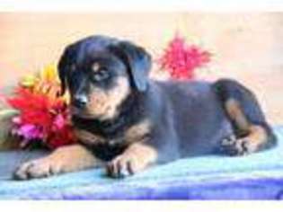 Rottweiler Puppy for sale in New Providence, PA, USA