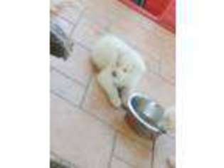 Akita Puppy for sale in Copperas Cove, TX, USA