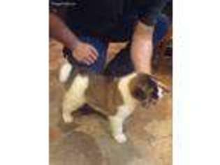 Akita Puppy for sale in Oak Hill, OH, USA