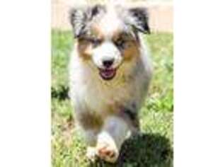 Australian Shepherd Puppy for sale in Lubbock, TX, USA