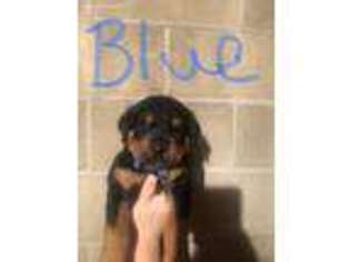 Rottweiler Puppy for sale in Dover, DE, USA