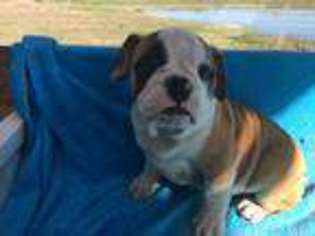 Olde English Bulldogge Puppy for sale in Fort Plain, NY, USA