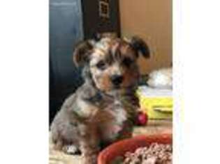 Yorkshire Terrier Puppy for sale in Leland, NC, USA